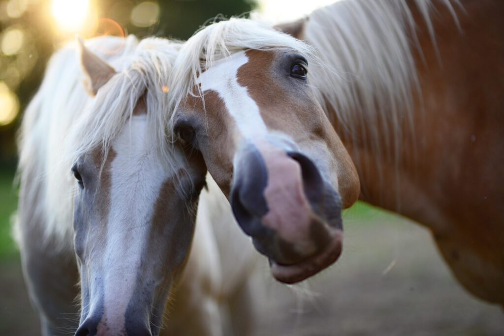 horses-5365974